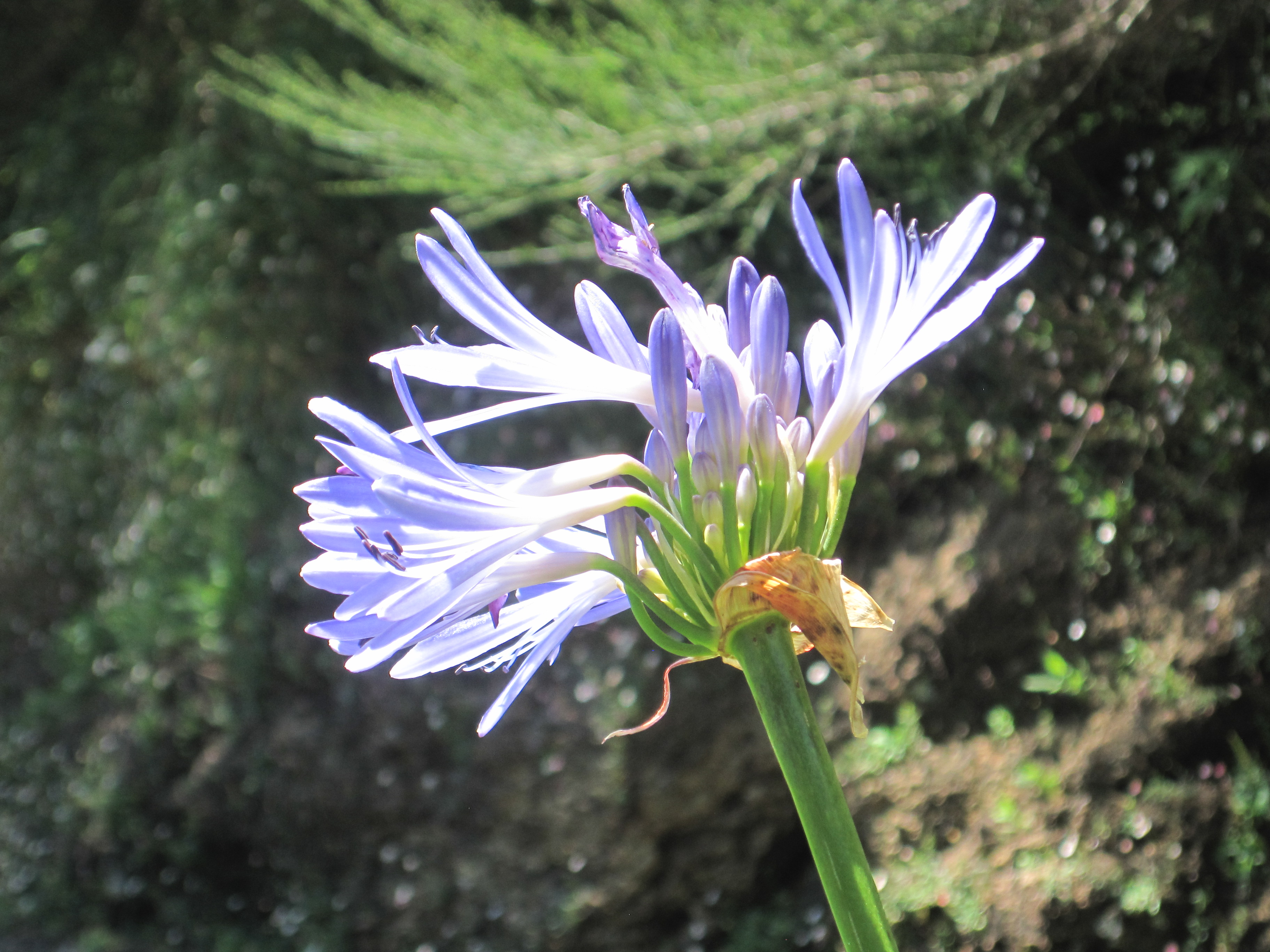 Madeira